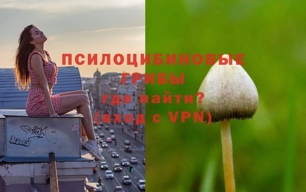 стаф Алзамай
